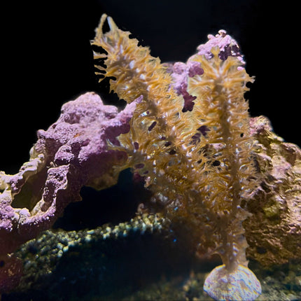 Close-up of a gorgonian in front of rock on a dark background