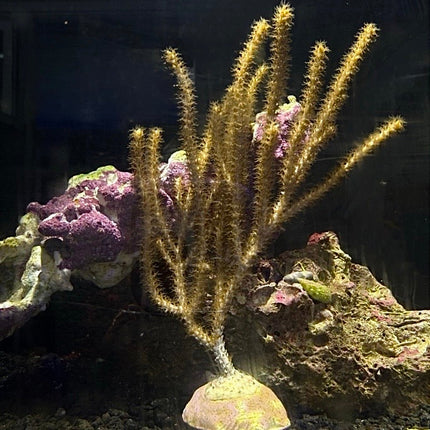 Gorgonian on frage plug with rock in the background.