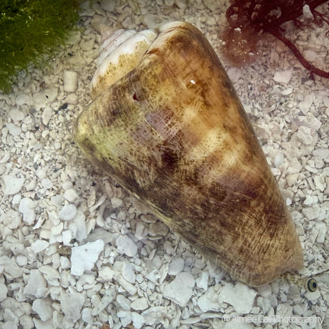 Strombus luhuanus Strawberry Conch on sand with macroalgae.