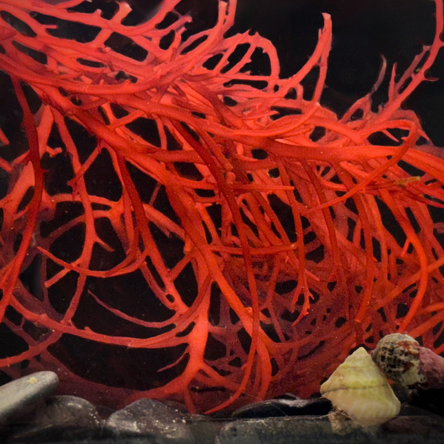 Red Gracilaria Species (Ogo)