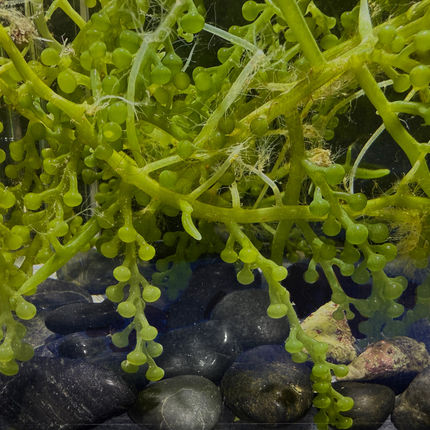 Specialty Grape Caulerpa
