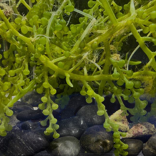 Specialty Grape Caulerpa