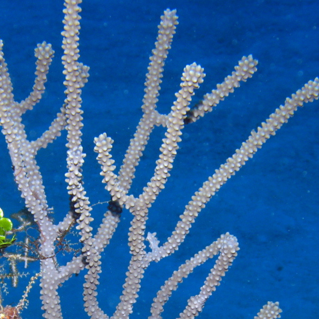 Tan Knobby Sea Rod