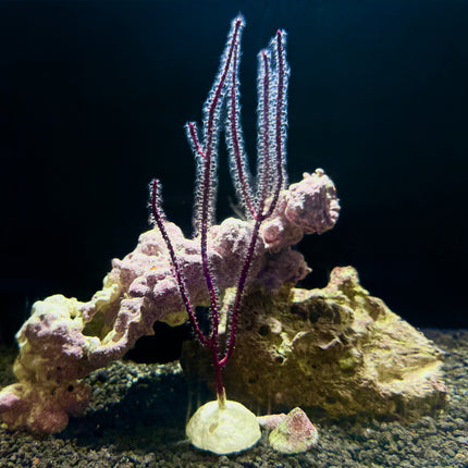 Colorful Sea Whip Gorgonian
