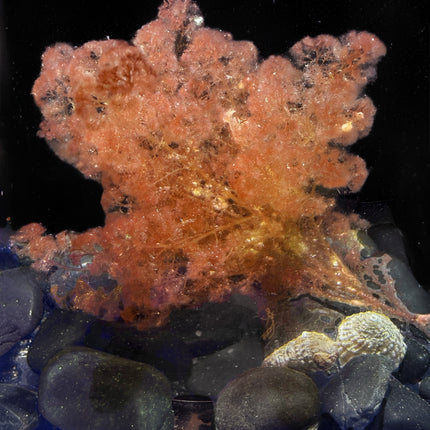 Flamingo Feather Algae