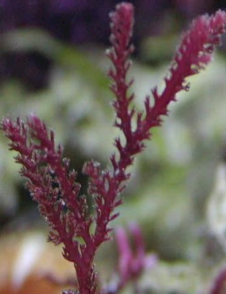 Close-up of a purple thin razor lookin plant with a blurred background. 