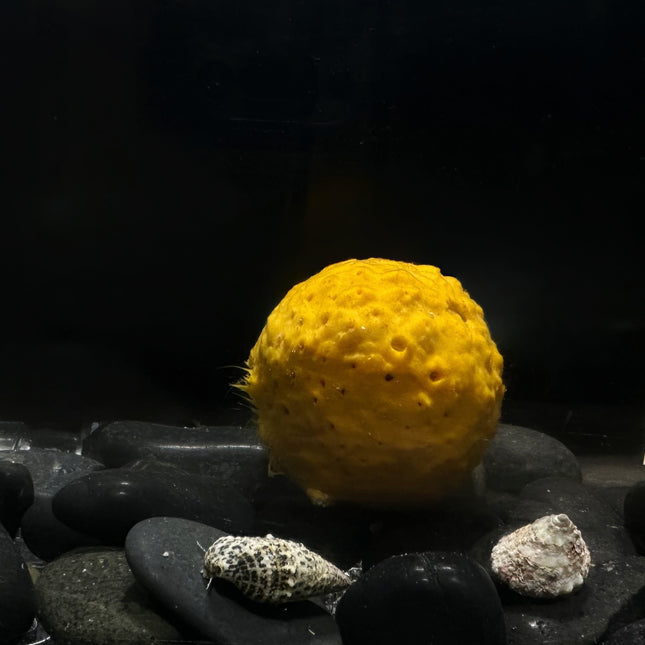 Yellow Ball Sponge