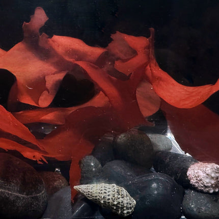 Red Sea Lettuce Species