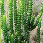 Zipper/Cactus Caulerpa