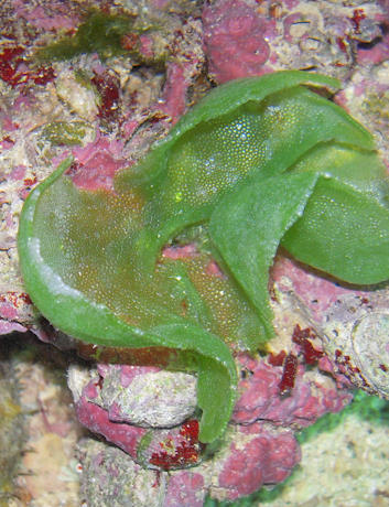 Rigid Sea Lettuce / Bubble Weed