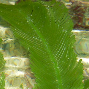 Giant Feather/Fern Caulerpa