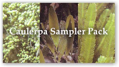 Mixed Caleurpa Sampler
