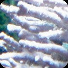 Coralline Algae - Rigid Branched