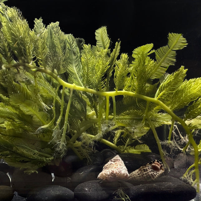 Feather Caulerpa
