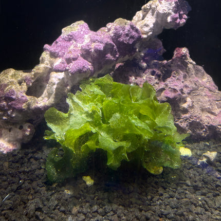 Sea Lettuce Variations