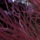 Red Gracilaria (Ogo)