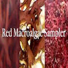 Mixed Red Sampler
