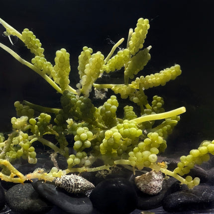 Standard Grape Caulerpa