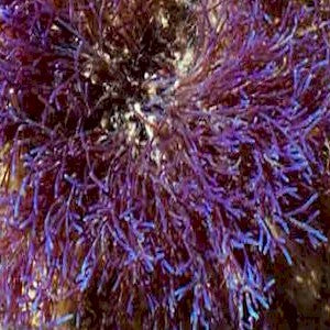 Coelothrix / Pink Fuzzy Algae