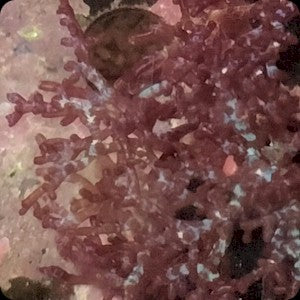 Iridescent Candy Algae