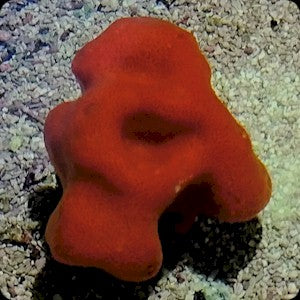 Red Ball Sponge
