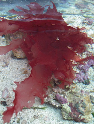 Red Sea Lettuce Variations