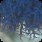 Blue Hypnea