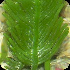 Giant Feather/Fern Caulerpa