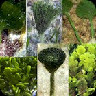 Mixed Calcareous Macroalgae Sampler