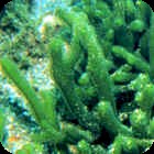 Dead Man's Fingers