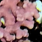 Coralline Algae - Small Clusters