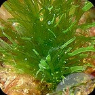 Hollow Green Weed / Tubular Sea Lettuce