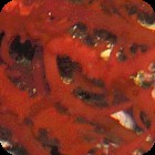 Spiny Eucheuma