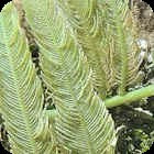Feather Caulerpa