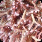 Galaxaura