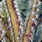 Green Lace Gorgonian