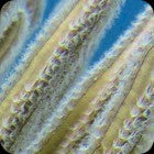 Groove Blade Gorgonian