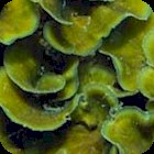 Brown Wafer Algae