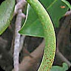 Mangrove Pod