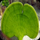 Mermaid’s Fan Stem Plant