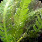 Fern Caulerpa