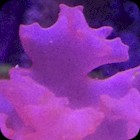 Red Finger Algae