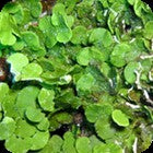 Creeping Halimeda