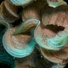 Scroll Algae