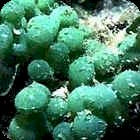 Green Grape Caulerpa var.