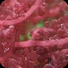 Red Grape Algae