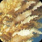Sargassum