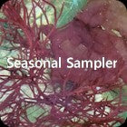 Seasonal Macroalgae Sampler