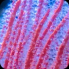 Colorful Sea Whip Gorgonian