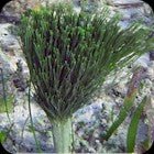 Merman’s Shaving Brush Stem Plant